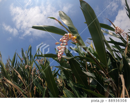 アロマに使われるゲットウ 88936308