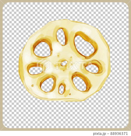 手描き水彩の輪切りれんこんイラスト 88936371