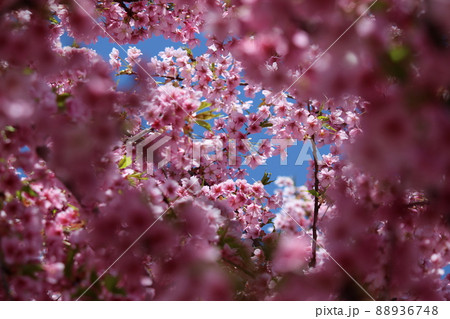 花見～さくら開花～ 88936748
