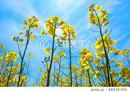 青空と下から見上げる菜の花 88936760