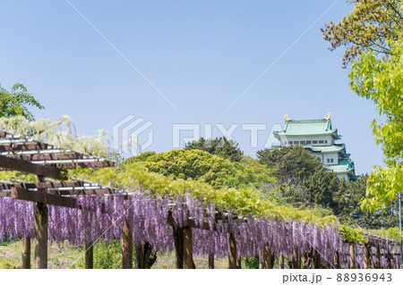 名古屋市中区 名城公園 藤の回廊と名古屋城 名古屋市中区 名城公園 藤の回廊と名古屋城 88936943
