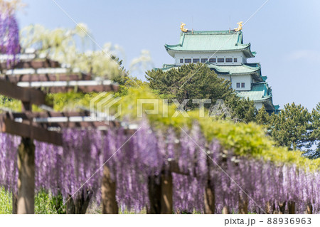 名古屋市中区　名城公園　藤の回廊と名古屋城 88936963