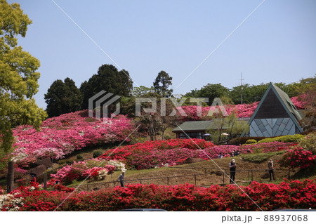 長串山公園 つつじ 海岸線、 長串山公園 つつじ 海岸線、 88937068