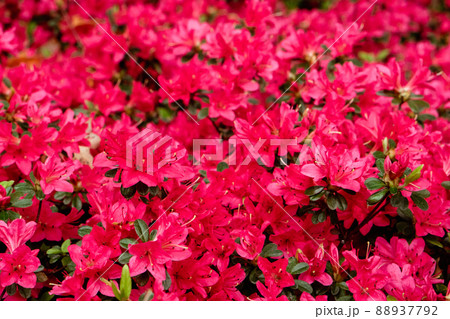 満開のツツジ　赤 88937792