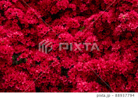 満開のツツジ　赤 88937794