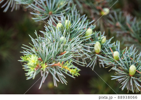 Branch of an Atlas cedar with needles and cones. Cedar Atlas Lat. Cedrus atlantica - large evergreen cedar tree with needle leaves. Branch with pollen cones. Branch of an Atlas cedar with needles and cones. Cedar Atlas Lat. Cedrus atlantica - large evergreen cedar tree with needle leaves. Branch with pollen cones. 88938066