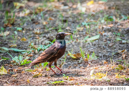 The common starling or European starling, Sturnus vulgaris, on a sprng lawn. The common starling or European starling, Sturnus vulgaris, on a sprng lawn. 88938093