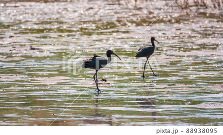 Pair of glossy ibis waterfowl, latin name Plegadis falcinellus, searching for food in the shallow lagoon. Pair of glossy ibis waterfowl, latin name Plegadis falcinellus, searching for food in the shallow lagoon. 88938095