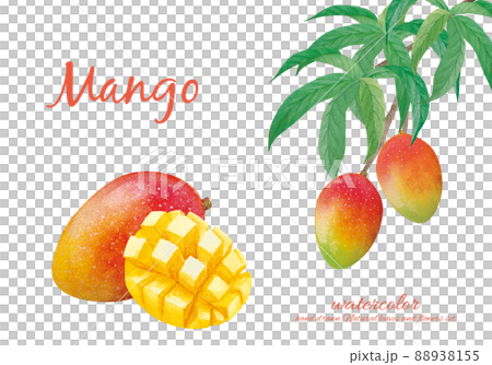 Watercolor painting of mango that looks delicious 88938155
