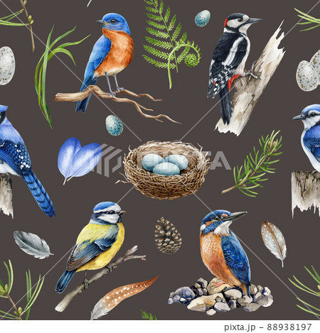 Forest birds in seamless pattern. Watercolor illustration. Blue jay, woodpecker, kingfisher, bluebird, feathers, herbs seamless pattern. Natural wildlife element. Dark background Forest birds in seamless pattern. Watercolor illustration. Blue jay, woodpecker, kingfisher, bluebird, feathers, herbs seamless pattern. Natural wildlife element. Dark background 88938197