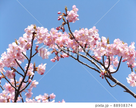 満開になった稲毛海岸駅前の河津桜の桃色の花 88938374