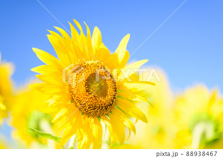 ひまわり「大自然の大地に咲く花・夏景色・観光名所風景」(阿蘇ミルク牧場) 88938467