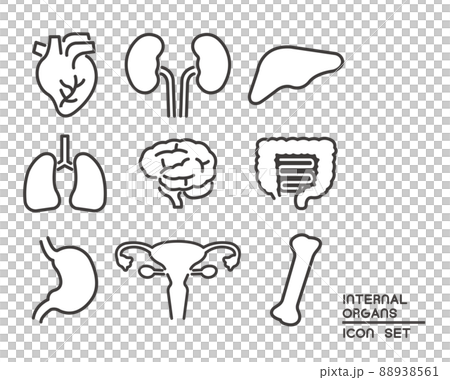 Simple and easy-to-use vector illustration material of internal organs / heart / body parts 88938561