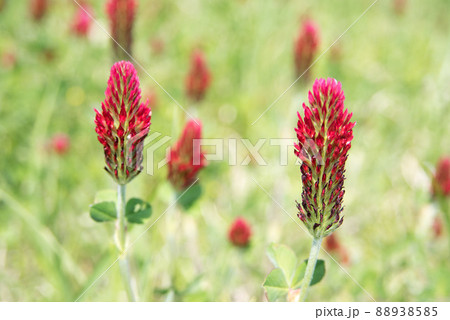 野原に咲くベニバナツメクサ 88938585