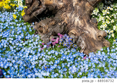 神奈川県横浜市　山下公園のイングリッシュガーデン 88938732