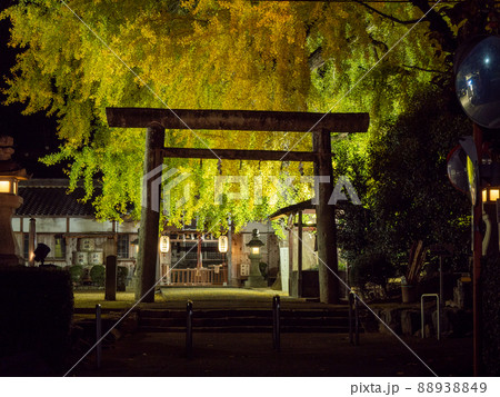 丹生酒殿神社 大銀杏のライトアップ 88938849