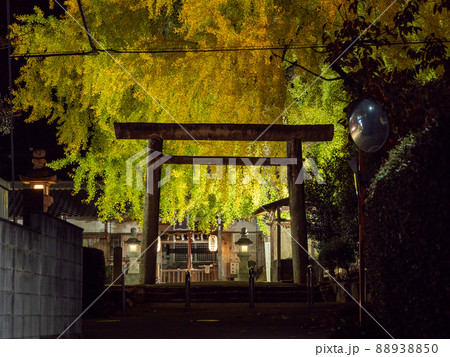 丹生酒殿神社 大銀杏のライトアップ 88938850