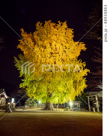 丹生酒殿神社 大銀杏のライトアップ 88938863