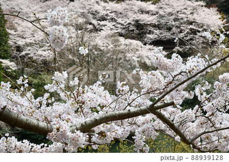 諭鶴羽ダムの桜 諭鶴羽ダムの桜 88939128
