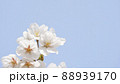 空に向かって咲くソメイヨシノの花 88939170