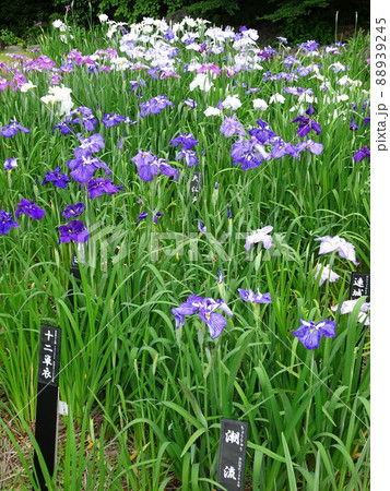 菖蒲の花 菖蒲の花 88939245