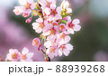 満開のオカメザクラ 88939268