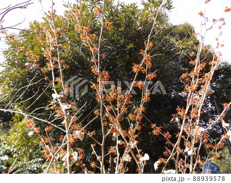 三陽メデアフラワーミュウジアムの裏庭に咲くアカバナマンサク 三陽メデアフラワーミュウジアムの裏庭に咲くアカバナマンサク 88939578