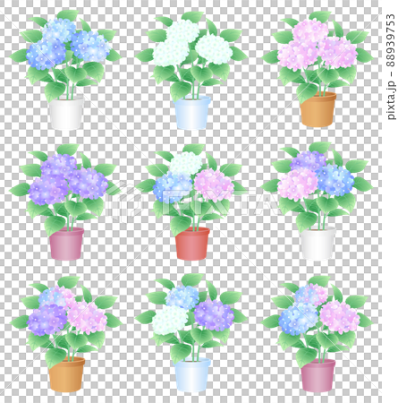 Hydrangea hydrangea potted plant set 88939753