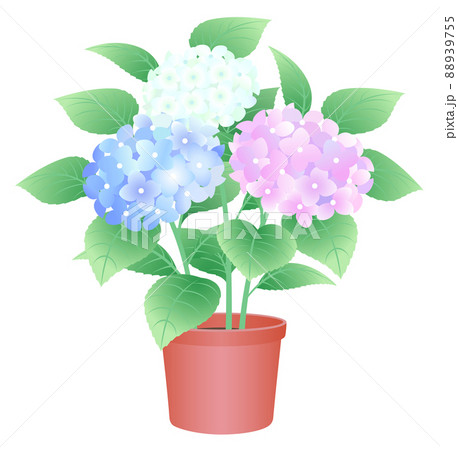 あじさい 紫陽花 鉢植えのイラスト素材 9755