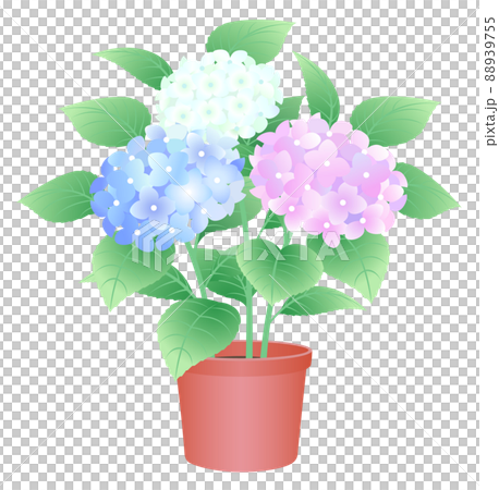 Hydrangea hydrangea potted plant 88939755
