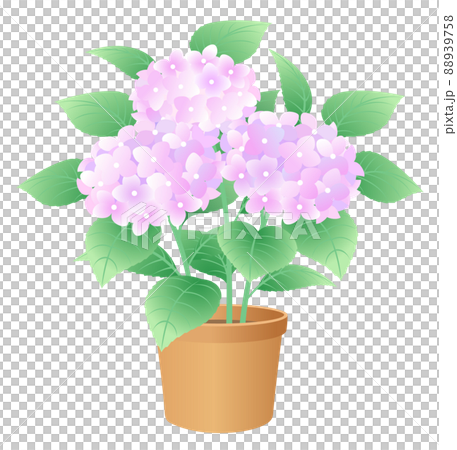 あじさい 紫陽花 鉢植えのイラスト素材 [88939758] - PIXTA
