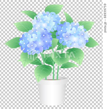 あじさい 紫陽花 鉢植えのイラスト素材 [88939759] - PIXTA