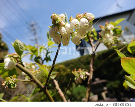 blueberry's flowers in my house / 家庭菜園で育てるブルーベリーの花 88939855