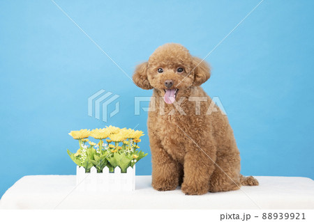 ブルーバックと黄色い花と舌を出して微笑むトイ・プードル 88939921