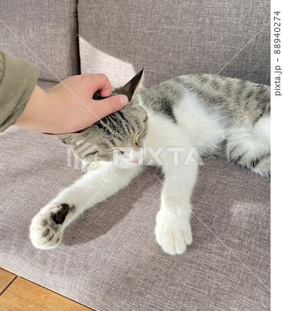 なでられて気持ちよさそうな表情の猫 88940274