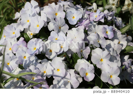 日本の春の庭に咲くパンジーの花 日本の春の庭に咲くパンジーの花 88940410