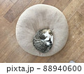 クッションの上で丸くなって寝ている猫 88940600