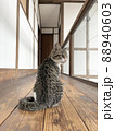 廊下で立ち止まり振り返る猫 88940603