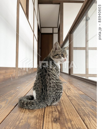 廊下で立ち止まり振り返る猫 88940603