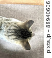 猫を上から観察。丸い顔と耳 88940606