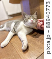 室内でリラックスする猫 88940773