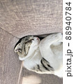 ソファーの角に収まって寝る猫 88940784