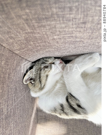 ソファーの角に収まって寝る猫 ソファーの角に収まって寝る猫 88940784