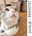 リビングで、2階の物音が気になる猫 88940787