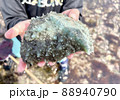 磯遊びで見つけた青いボツボツの生き物 88940790
