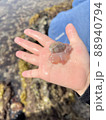 磯遊びで見つけたピンクでふにふにの生き物 88940794