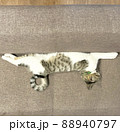 ソファーでぴんと伸びた状態で寝る猫 88940797