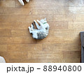 フローリングの上で転がる猫 88940800