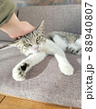 寝ていたのに起こされてちょっと不機嫌な猫 88940807