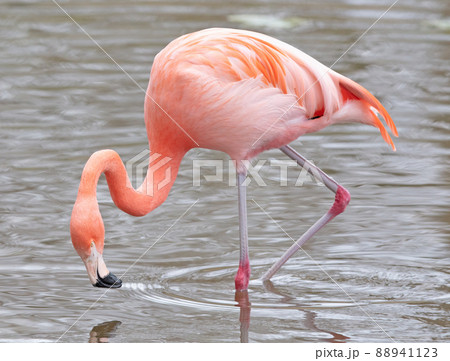 Pink flamingo in water Pink flamingo in water 88941123